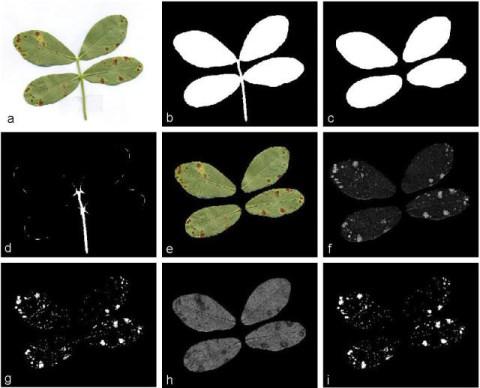 Projeto realiza o diagnóstico de doenças em plantas com uso de imagens digitais