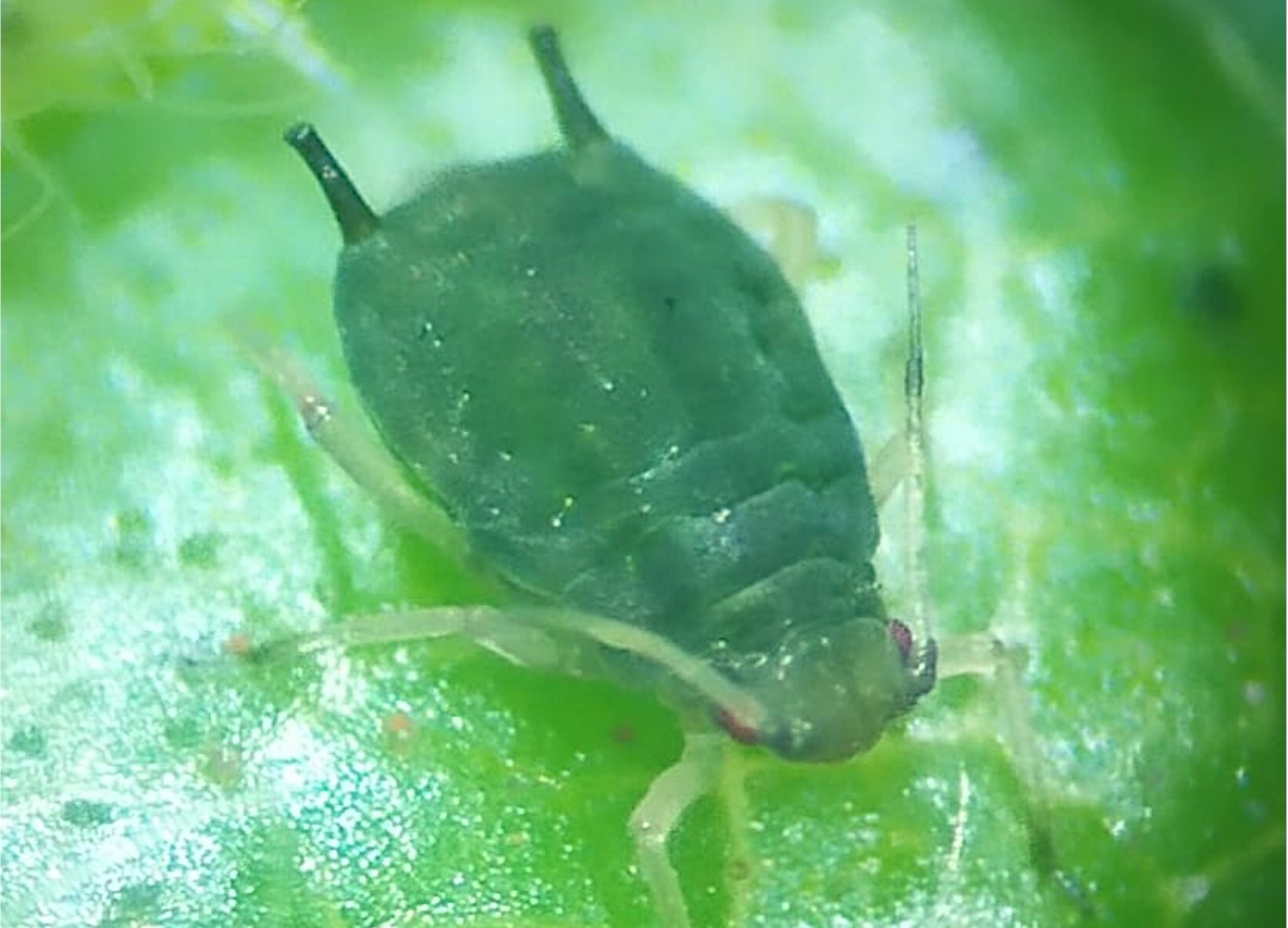 <i>Aphis gossypii</i> visto de cima - Foto: Sebastião Araújo