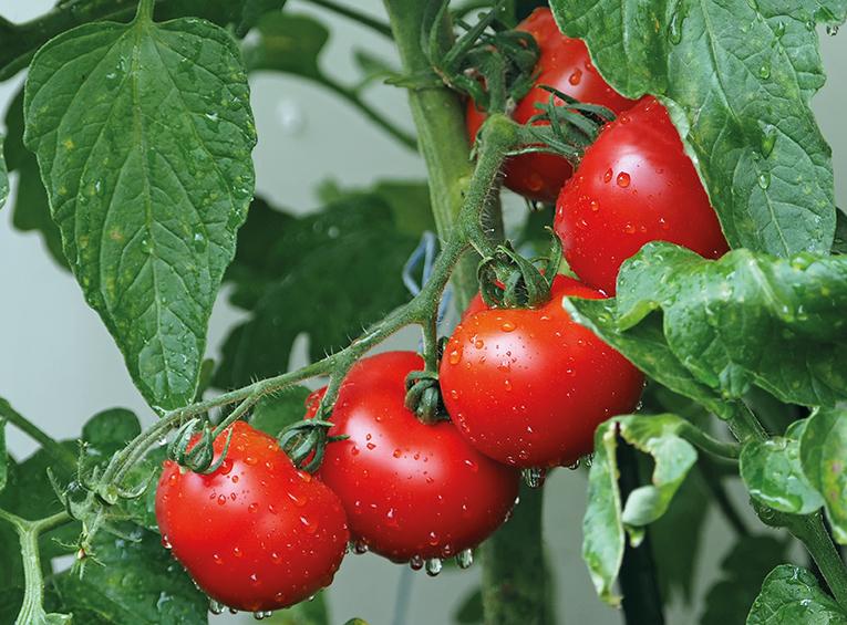 Manejo integrado da mosca minadora na cultura do tomate