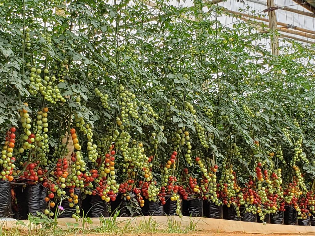 Biológicos possibilitam cultivo de tomate em região improdutiva