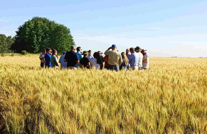 Argentina projeta safra de trigo recorde em 2025/26