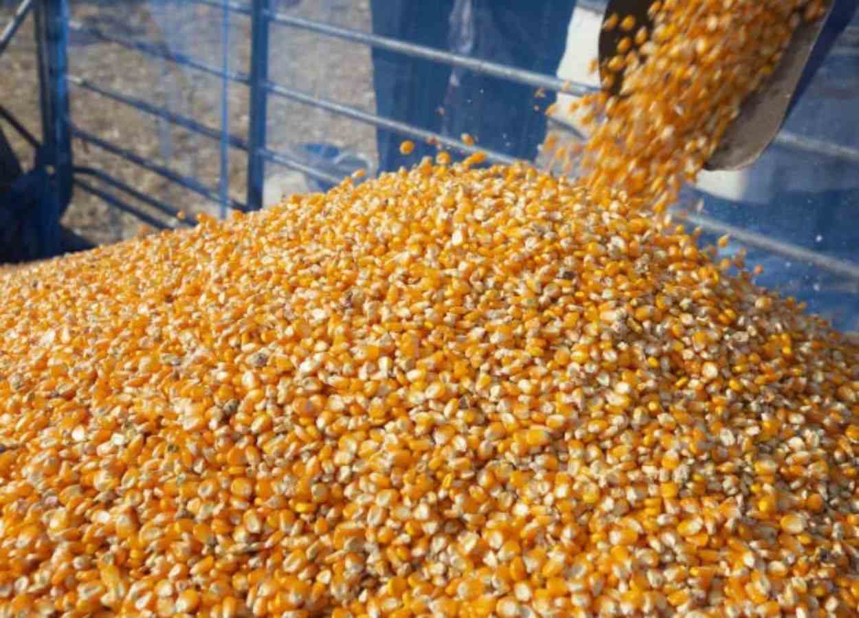 Colheita do milho safrinha começa nas áreas da Cocari