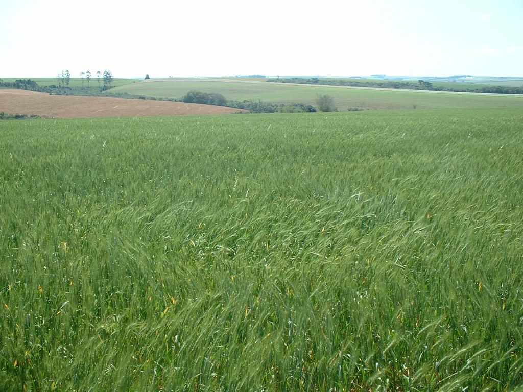 Preços mínimos do trigo que começam a vigorar em julho