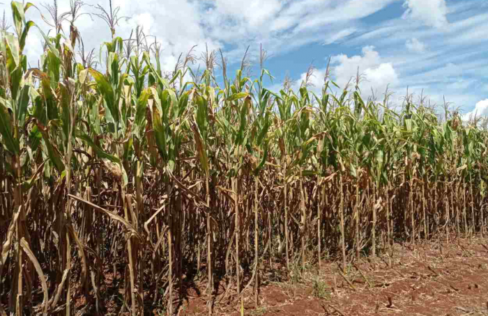 Colheita do milho chega a 68% da área plantada no Rio Grande do Sul