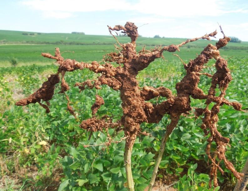 Reação de cultivares de soja a nematoides das galhas
