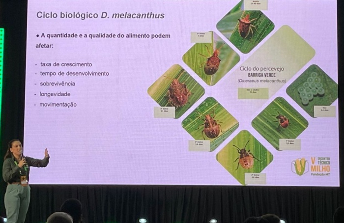 Controle do percevejo barriga-verde no milho começa na soja