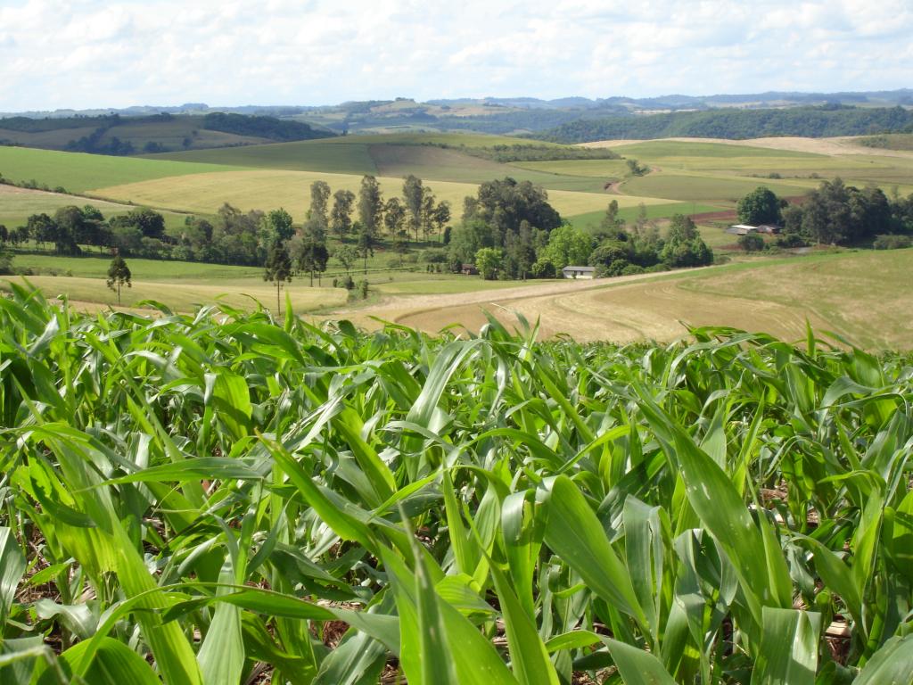 Reunião de pesquisa de milho e sorgo será unificada na Região Sul