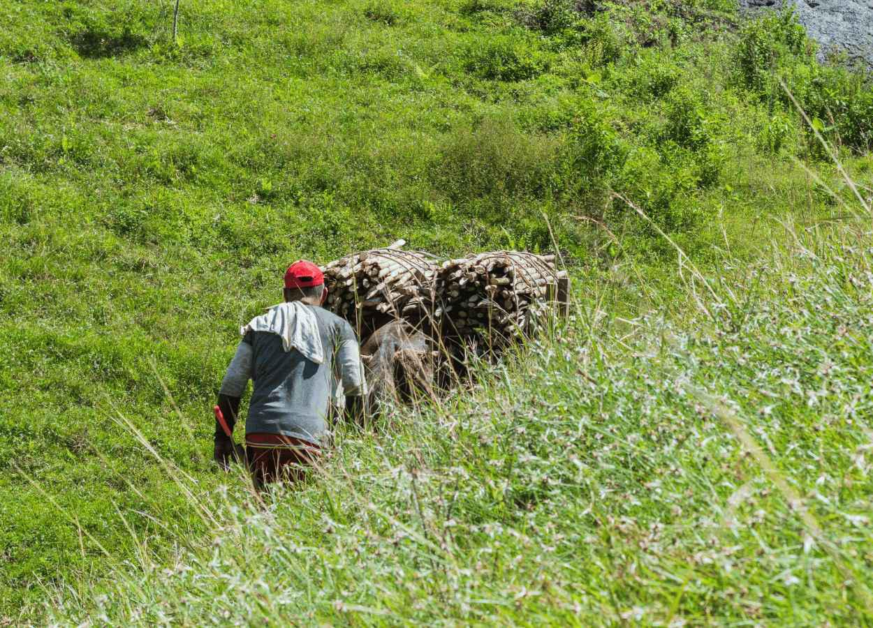 Relatório indica prejuízo de R$ 1 bi para produtores de cana-de-açúcar