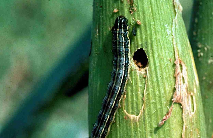 Glifosato não afeta eficácia de vírus contra Spodoptera frugiperda