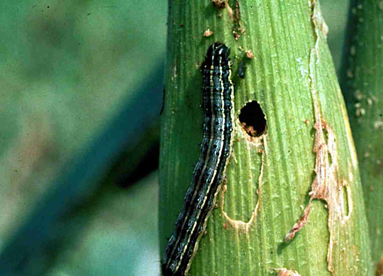 Le glyphosate n'affecte pas l'efficacité des virus contre Spodoptera frugiperda.