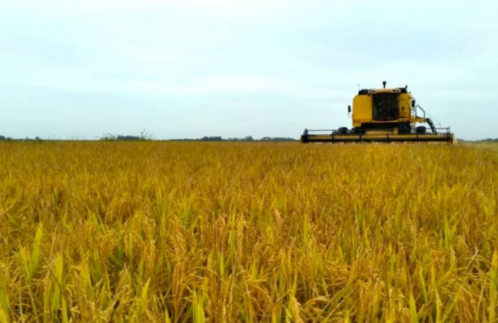 Colheita de arroz alcança 36% no Rio Grande do Sul