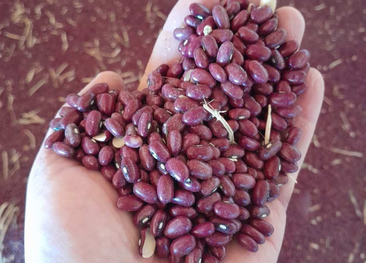 Epamig produz sementes de feijão enriquecidas com molibdênio