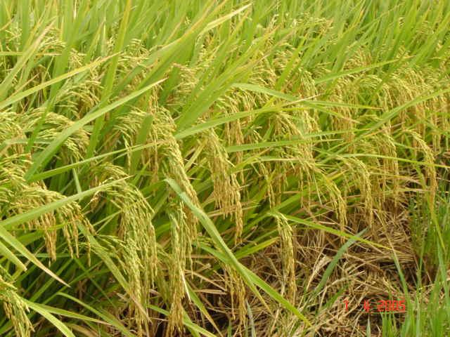 Pré-custeio para as lavouras de arroz cresce em março