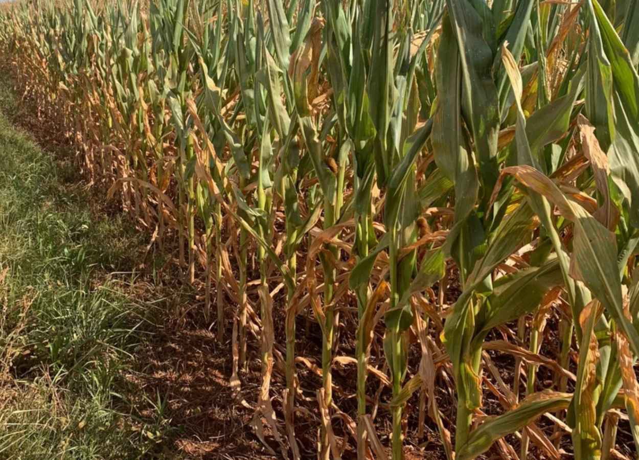 Déficit hídrico impacta milho safrinha no Sul e Centro-Oeste