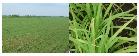 Figura 1: Disseminação inicial da brusone no campo em reboleiras (esquerda) em lavoura comercial de arroz e sintomas nas folhas infectadas mostrando as lesões (direita) Fotos: Fitopatologia UFT