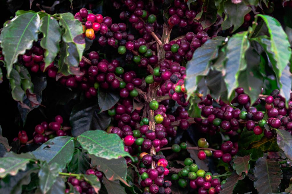 Cafeicultores se atentam ao clima que prejudica condições dos cafezais