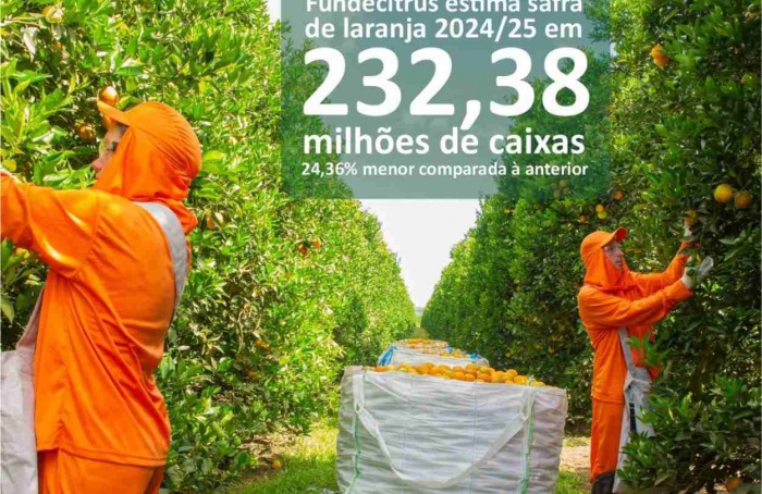 Safra de laranja 2024-25 do cinturão citrícola de São Paulo e Minas Gerais é estimada em 232,38 milhões de caixas