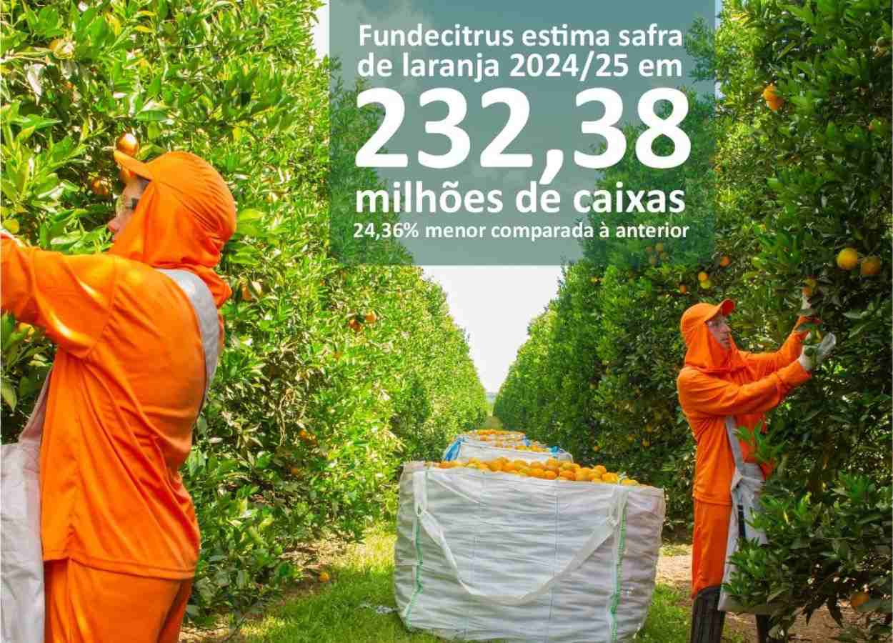 Safra de laranja 2024-25 do cinturão citrícola de São Paulo e Minas Gerais é estimada em 232,38 milhões de caixas