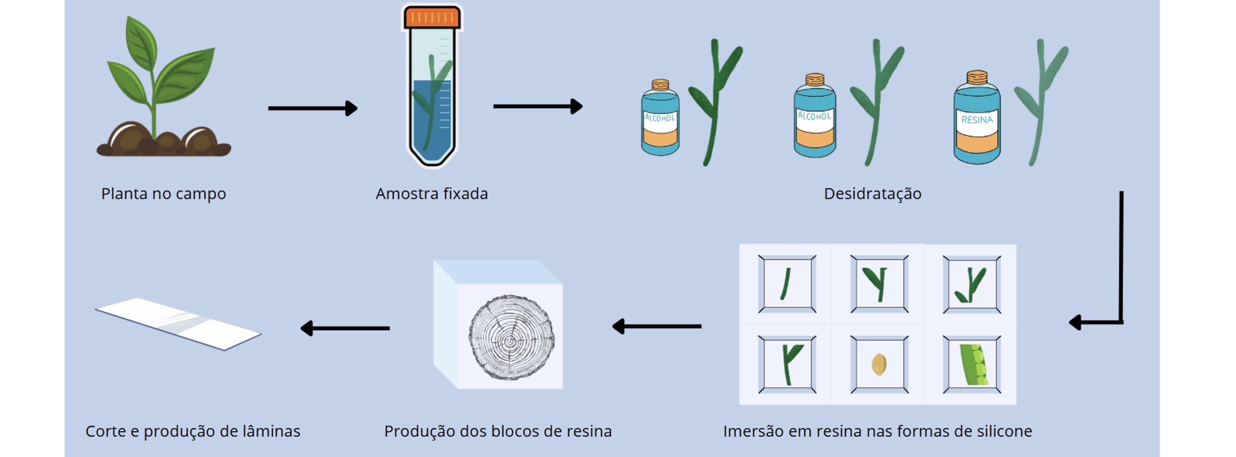<b>Figura 5 -</b> Representação gráfica do processo de preparo de amostras para análise em microscopia óptica.