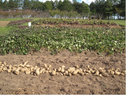 Como obter ramas de batata-doce  para o plantio comercial