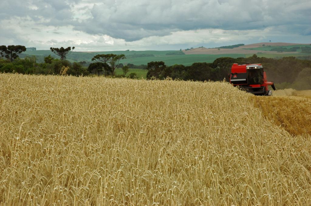 Continua positiva expectativa de produção nas lavouras de trigo do RS