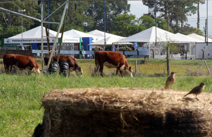 Integração lavoura-pecuária terá espaço especial durante a Abertura da Colheita do Arroz