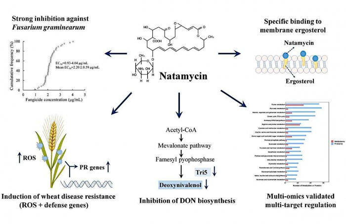 Natamicina inibe Fusarium graminearum no trigo