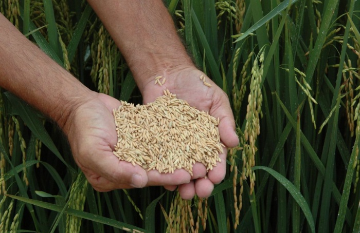 Santa Catarina é vice-campeã nacional na produção de arroz