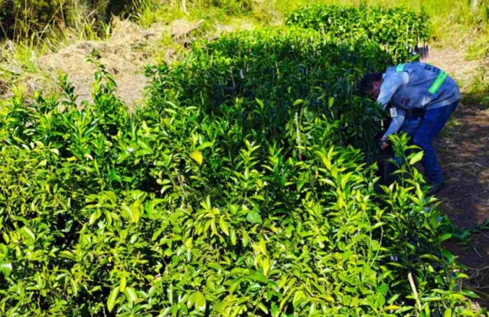 Mudas cítricas irregulares são apreendidas em Herculândia (SP)