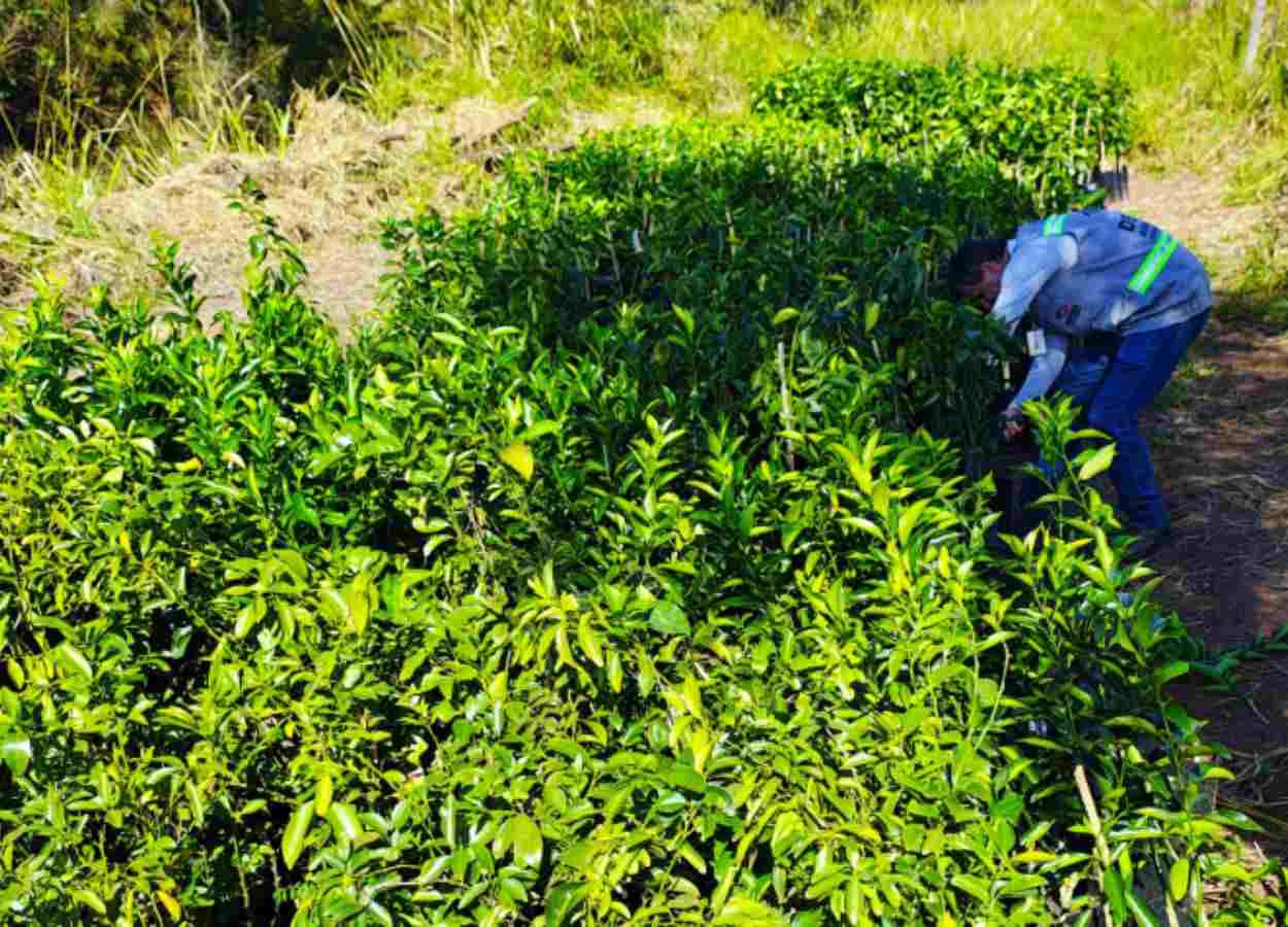 Mudas cítricas irregulares são apreendidas em Herculândia (SP)