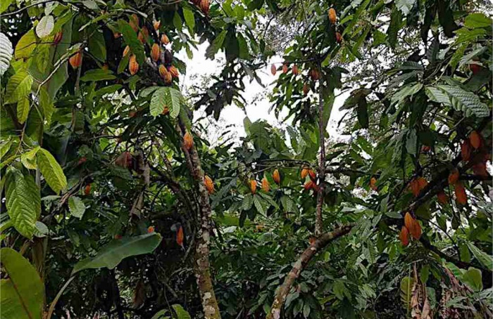 Cacau tradicional do Peru revela quatro novas linhagens