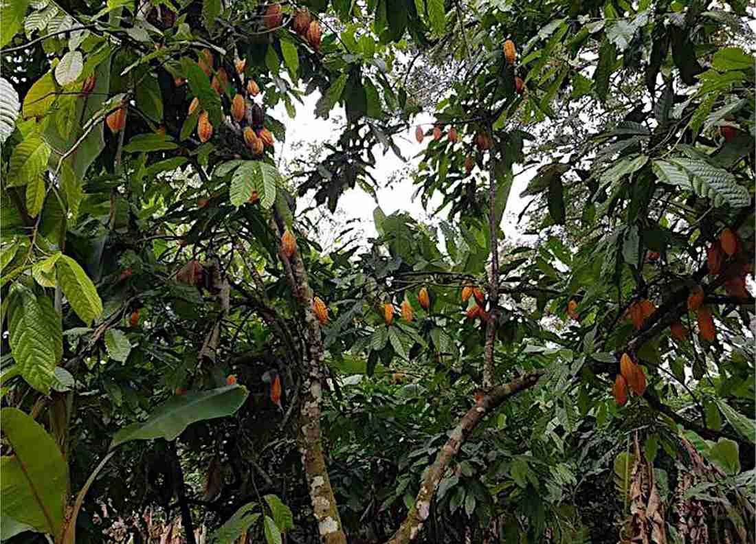 Cacau tradicional do Peru revela quatro novas linhagens