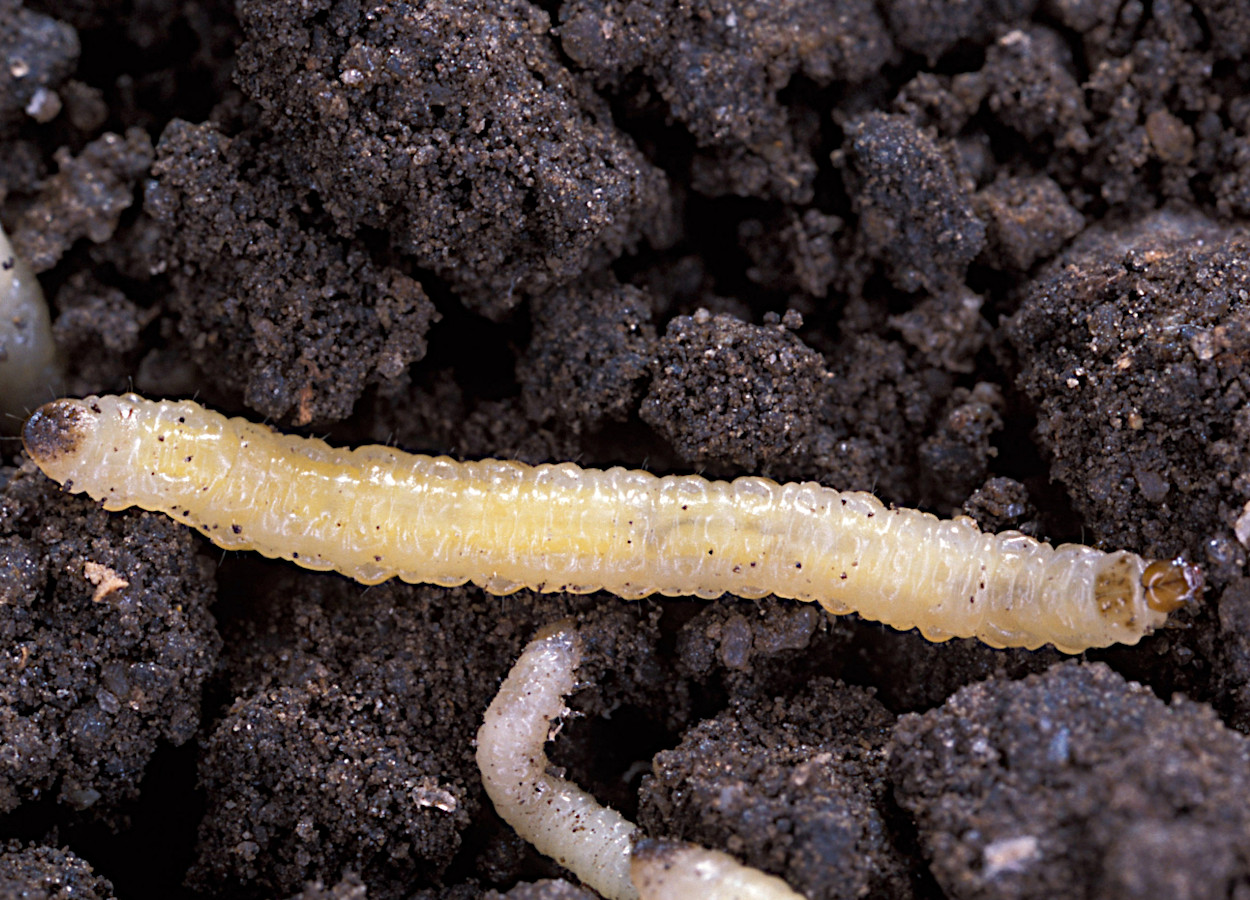 <i>Diabrotica virgifera virgifera</i> - Foto: Scott Bauer, USDA
