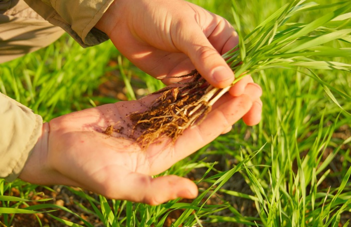 Fungicida Sistiva®, da BASF, destaca-se no tratamento de sementes de trigo