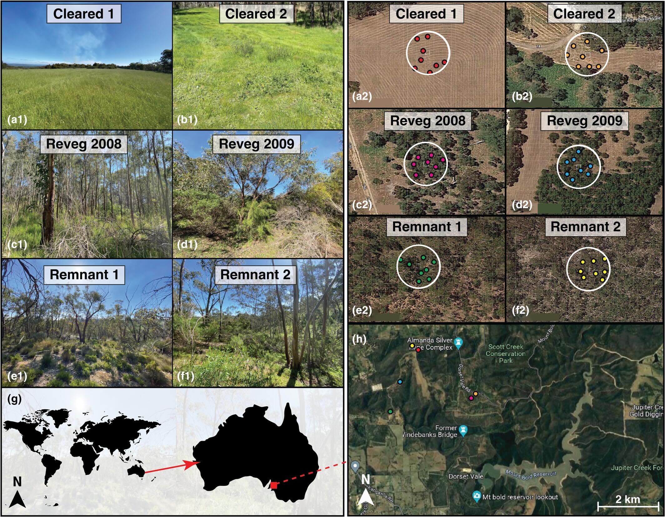 Locais de estudo e localização (Mount Bold, Austrália do Sul). (a1)–(f1): Fotos do local para cada classe de idade da cronossequência (Limpados × 2 locais, Revegetados (‘Reveg’) × 2 locais, Remanescentes × 2 locais). Os gráficos de amostragem são representados pelos anéis brancos (a2)–(f2), e os 10 locais de amostragem selecionados aleatoriamente (pequenos pontos coloridos) estão dentro de cada gráfico. (g) Localização do estudo (ponto vermelho) no contexto global e australiano mais amplo, e (h) Vista aérea da região do Monte Bold (Mapa base: Google Earth v9.175; 2023)