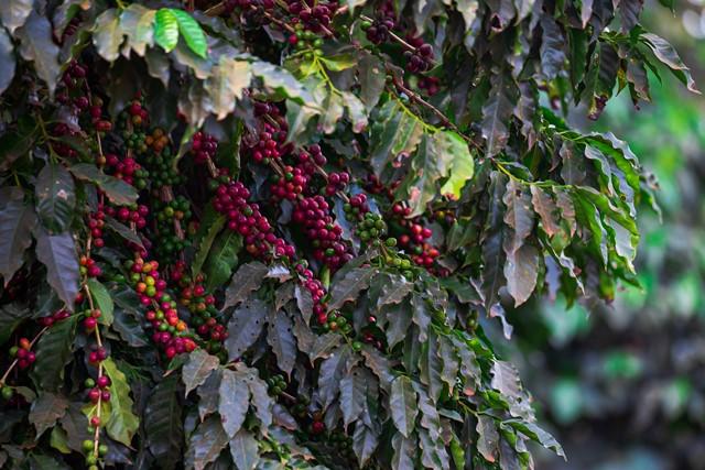 Cafezais de arábica registram floradas