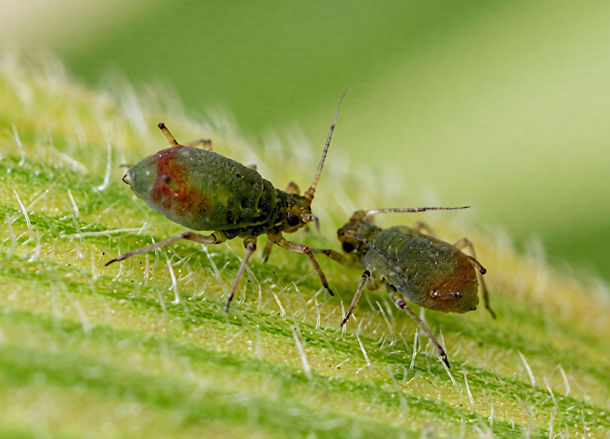 Foto:&nbsp;Adam Sisson / Iowa State University - Bugwood