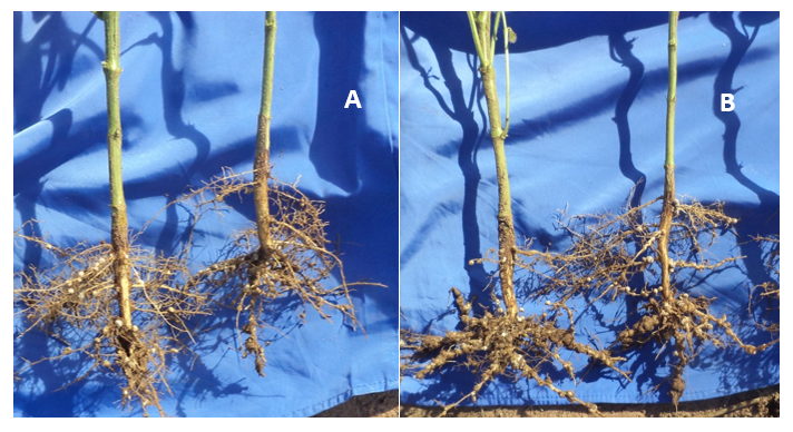 Figura 2. Plantas de soja em sucessão com Crotalaria spectabilis e tratadas com tratadas com fipronil mais Trichoderma asperellum e Bacillus subtilis (A) e não tratadas com os microrganismos (B).