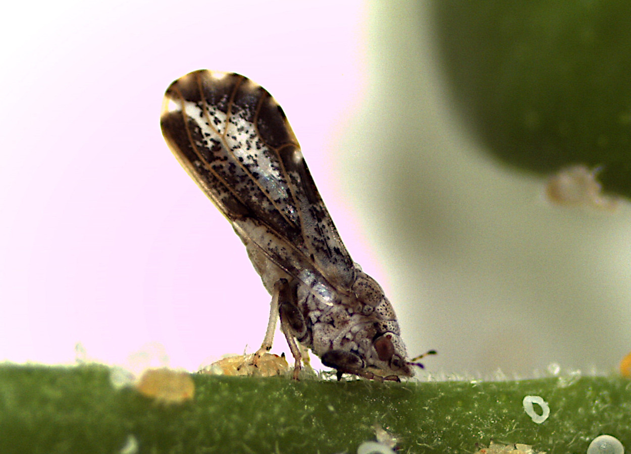 <i>Diaphorina citri</i> - Foto: Nilton Fritzons Sanches