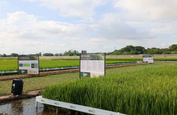 Dia de Campo reforça a qualidade do arroz gaúcho