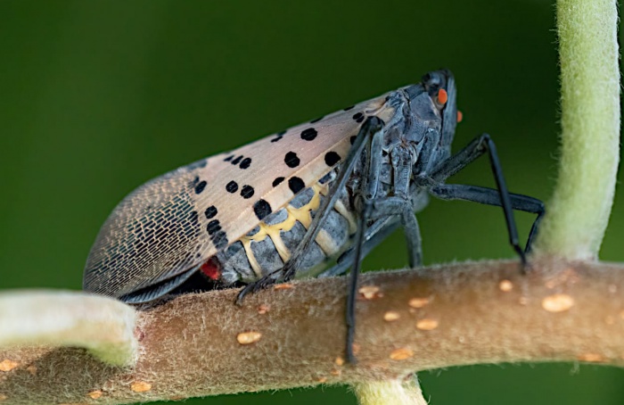 Formigas detectam praga exótica em plantações dos Estados Unidos