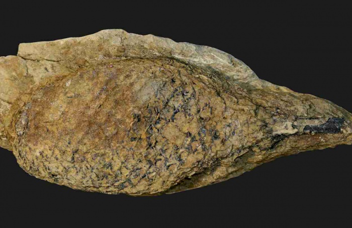 Plantas primitivas usaram fotossíntese CAM para sobreviver à "Grande Morte"