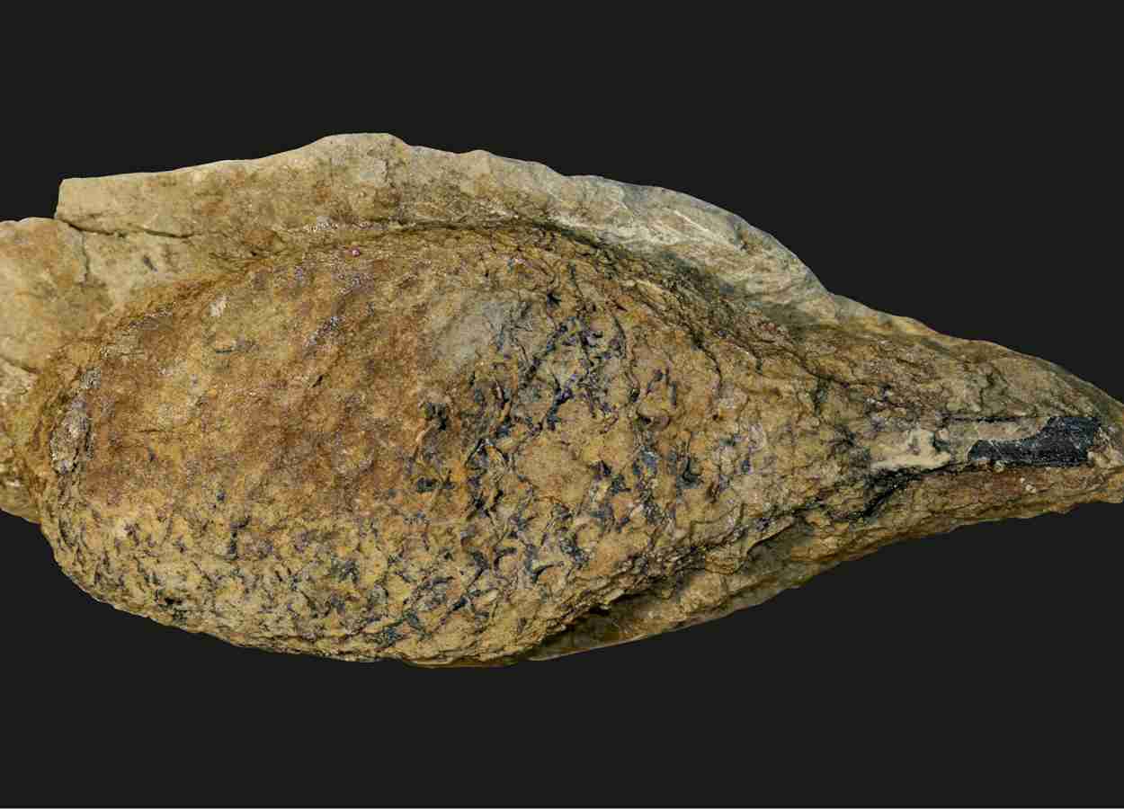 Plantas primitivas usaram fotossíntese CAM para sobreviver à "Grande Morte"