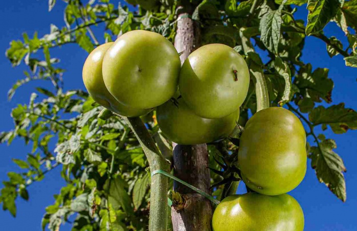 Vigor da semente amplia competição do tomate com plantas daninhas