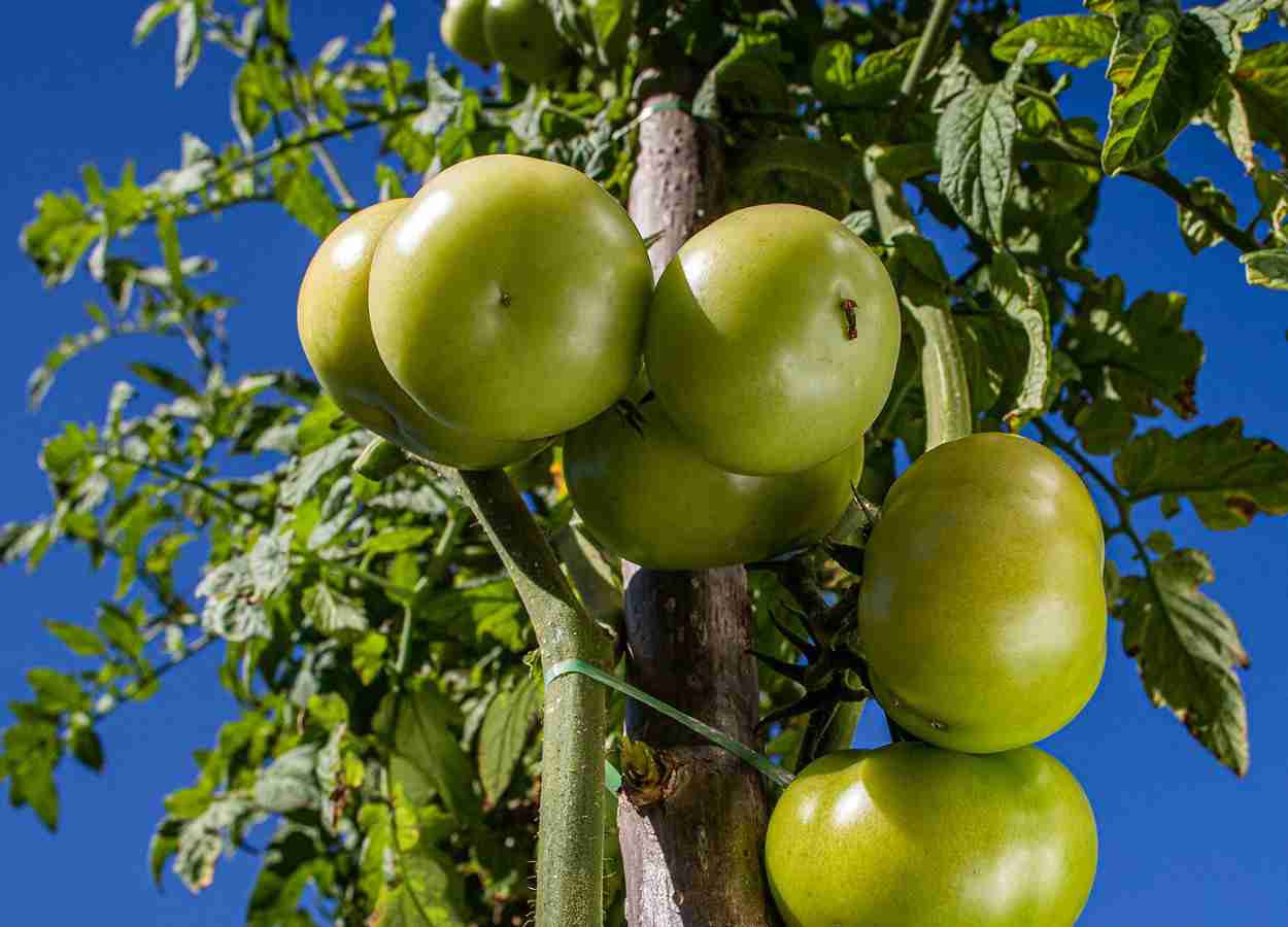 Estudo em casa de vegetação avaliou tomate semeado direto frente a Setaria viridis e Datura stramonium
