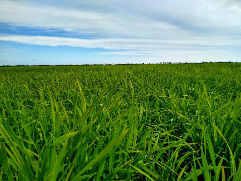RiceTec testa novos materiais com a indústria arrozeira