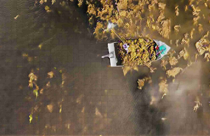 Extratos da alga Ascophyllum nodosum impulsionam produção agrícola