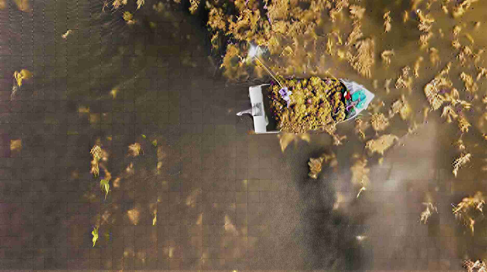 Extratos da alga Ascophyllum nodosum impulsionam produção agrícola