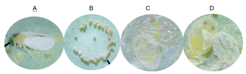 Figura 1: Diferentes fases do ciclo de vida da Bemisia tabaci: adulto (A), ovo (B) a ninfa (C e D). Observe um invólucro translúcido de onde emergiu o adulto (D). 