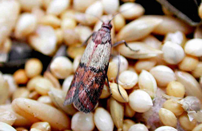 Compostos de amendoim podem virar isca contra praga de armazém